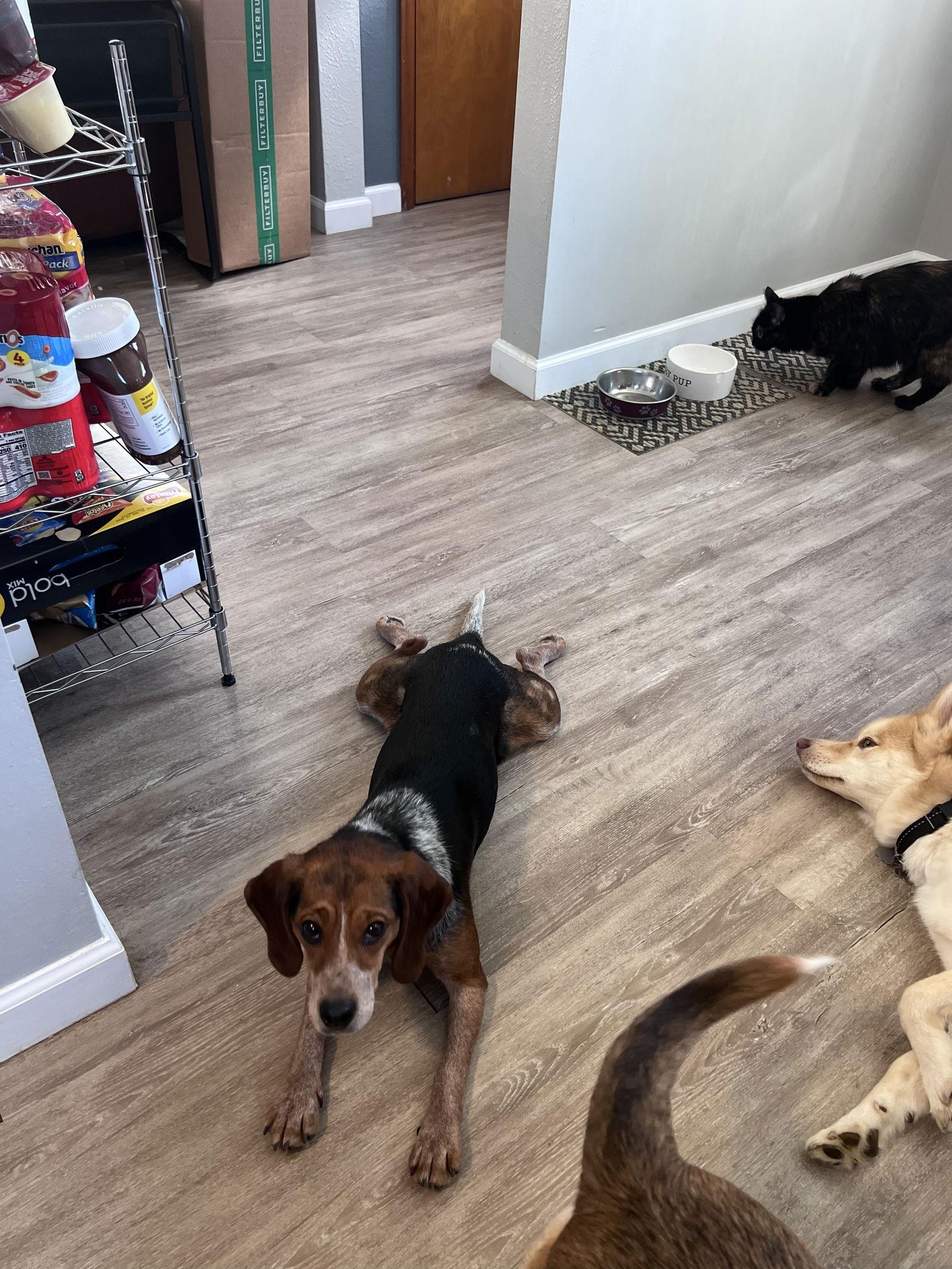 Enlarge Rylee, a Adoptable Beagle in Clinton, MI image 3/3