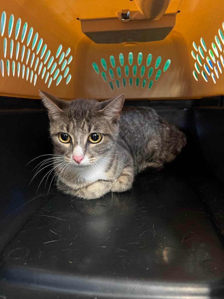 Jojo, Adoptable, Adult Female Domestic Short Hair.