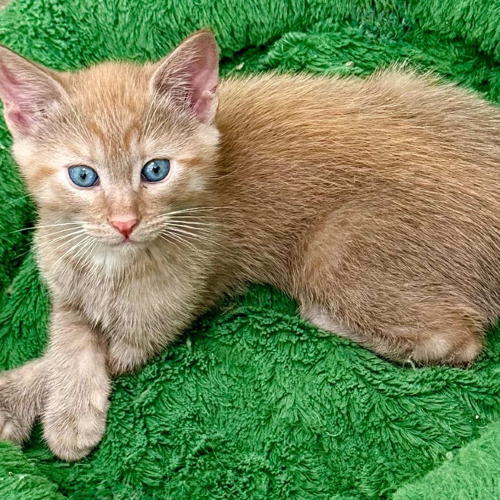 Enlarge Brisket, a Adoptable Domestic Short Hair in Kansas City, MO image 1/3