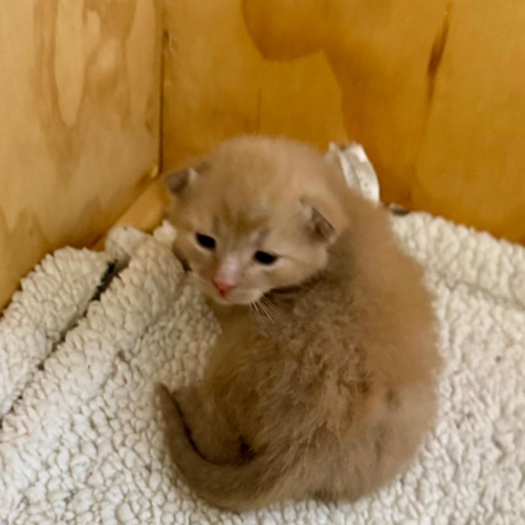 Enlarge Brisket, a Adoptable Domestic Short Hair in Kansas City, MO image 2/3