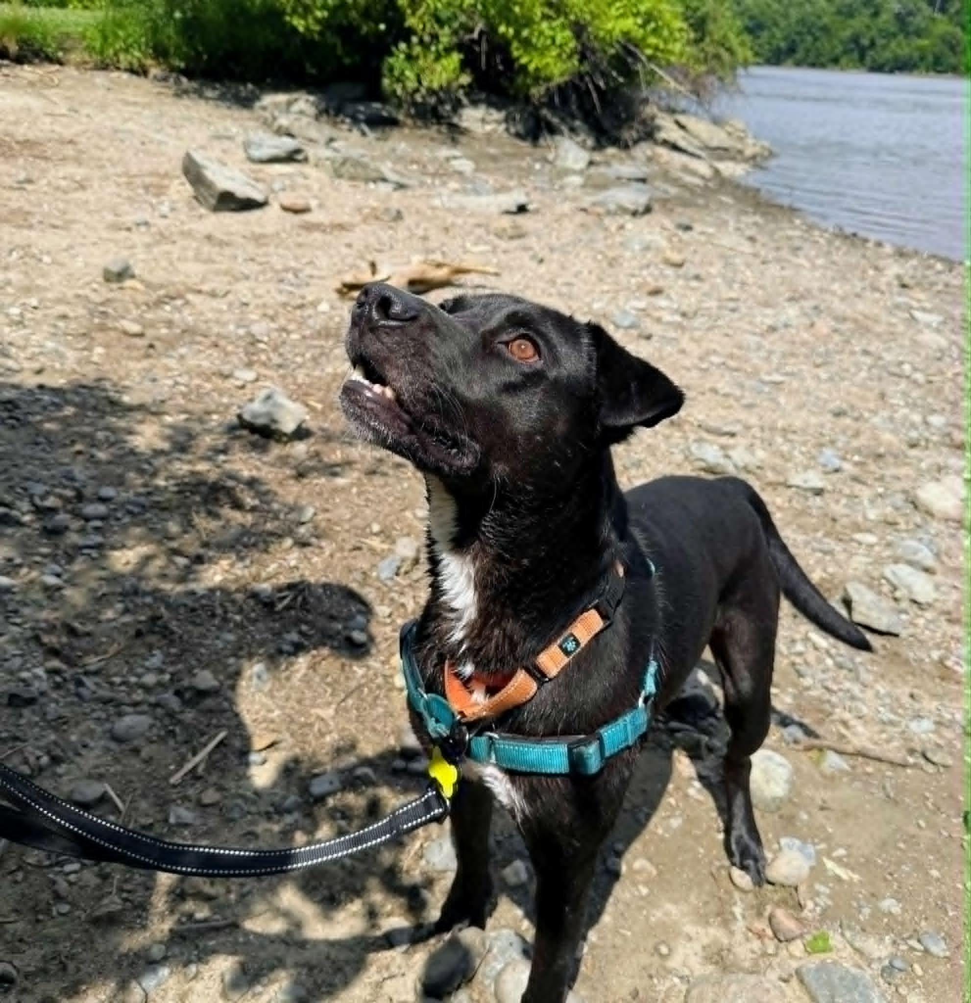 Enlarge Bodhi, a ADOPTABLE mixed breed in Wilder, VT image 5/6