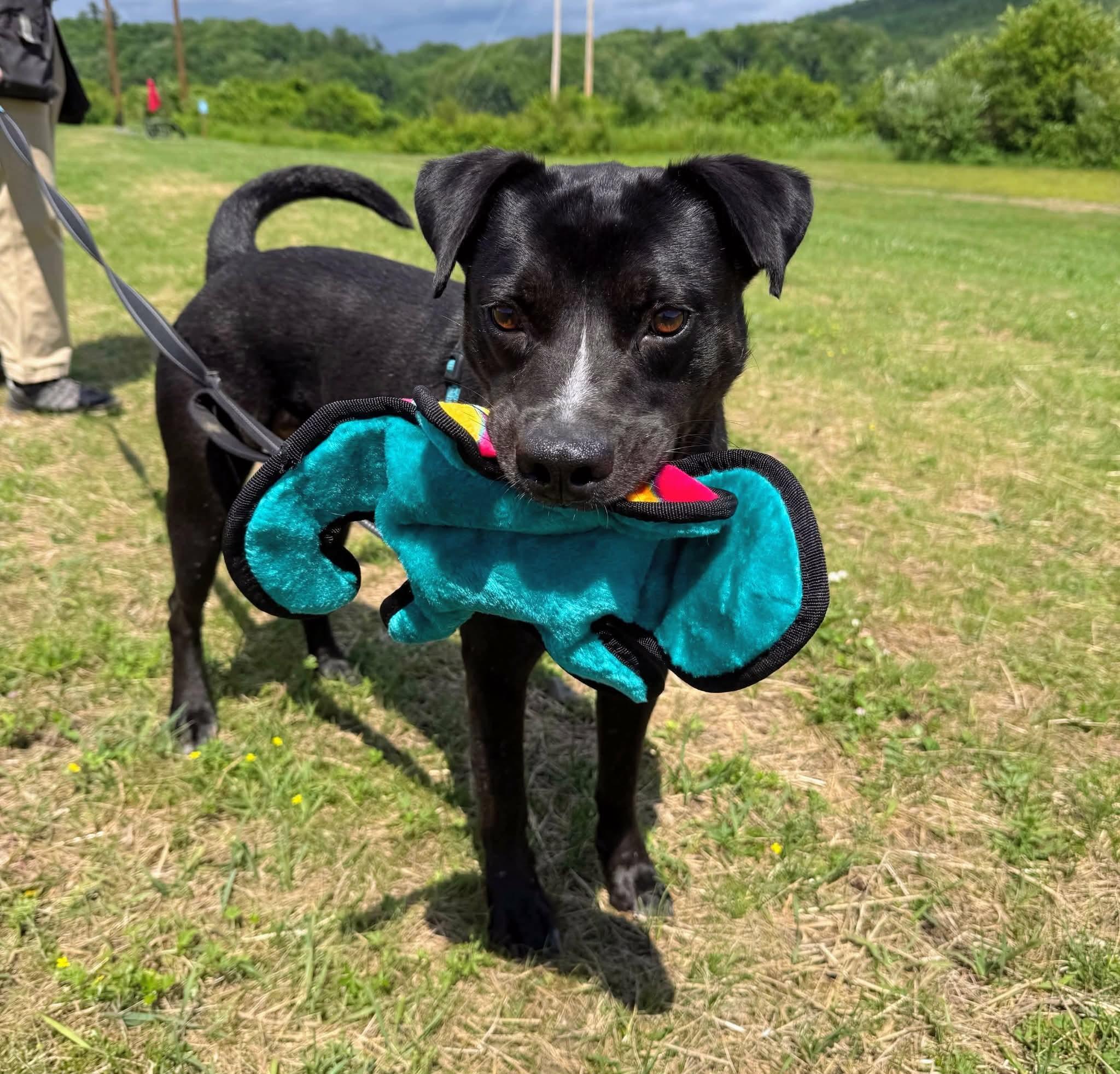 Enlarge Bodhi, a ADOPTABLE mixed breed in Wilder, VT image 2/6