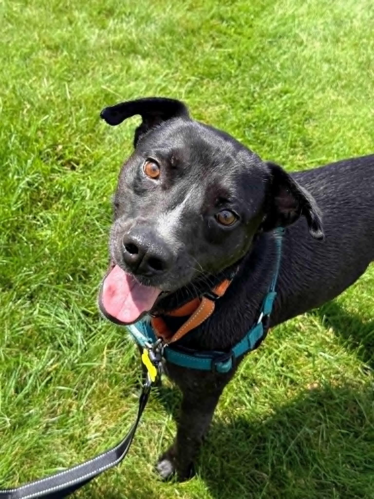 Bodhi, ADOPTABLE, Adult Male Labrador Retriever & Terrier.