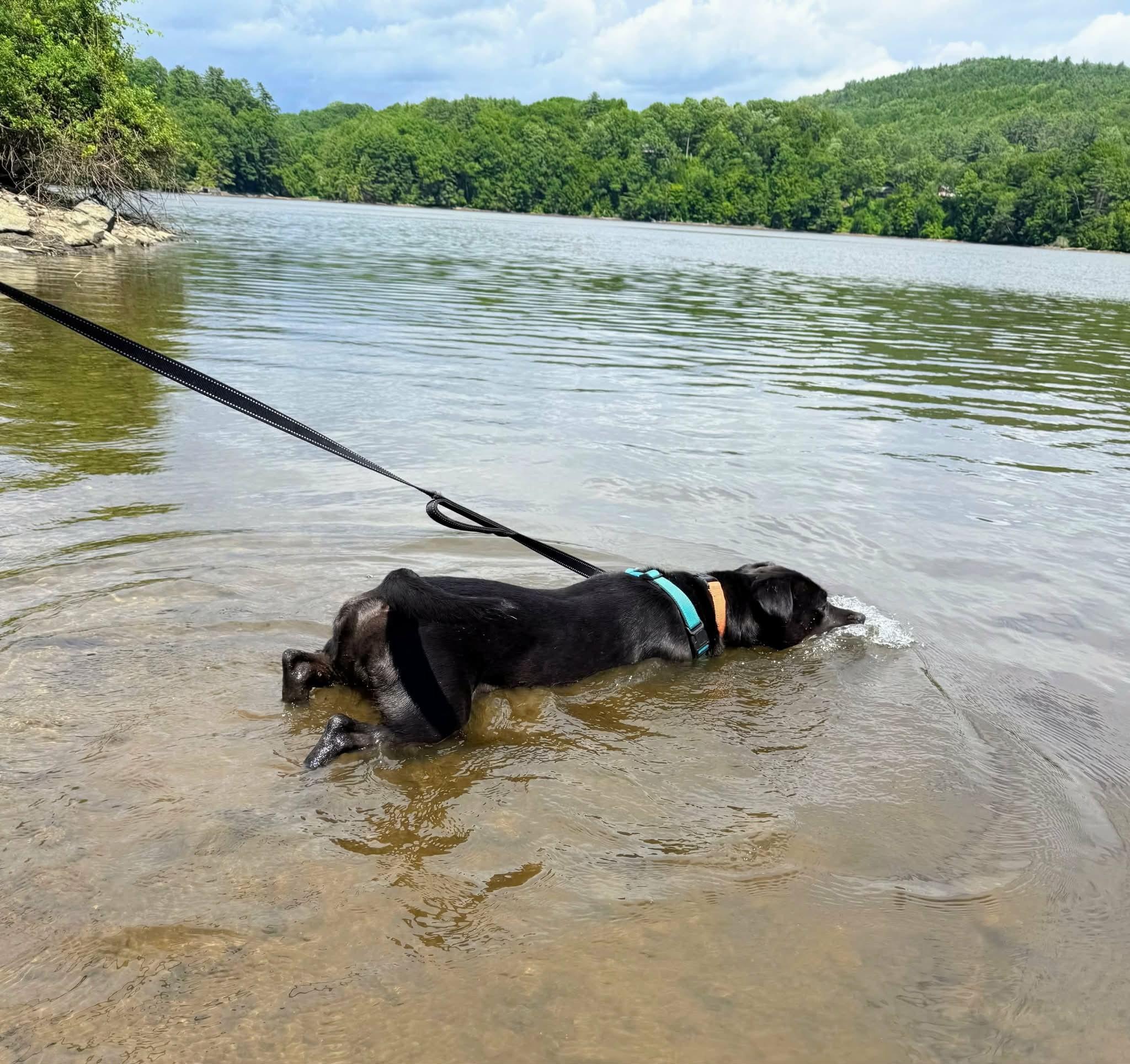 Enlarge Bodhi, a ADOPTABLE mixed breed in Wilder, VT image 6/6