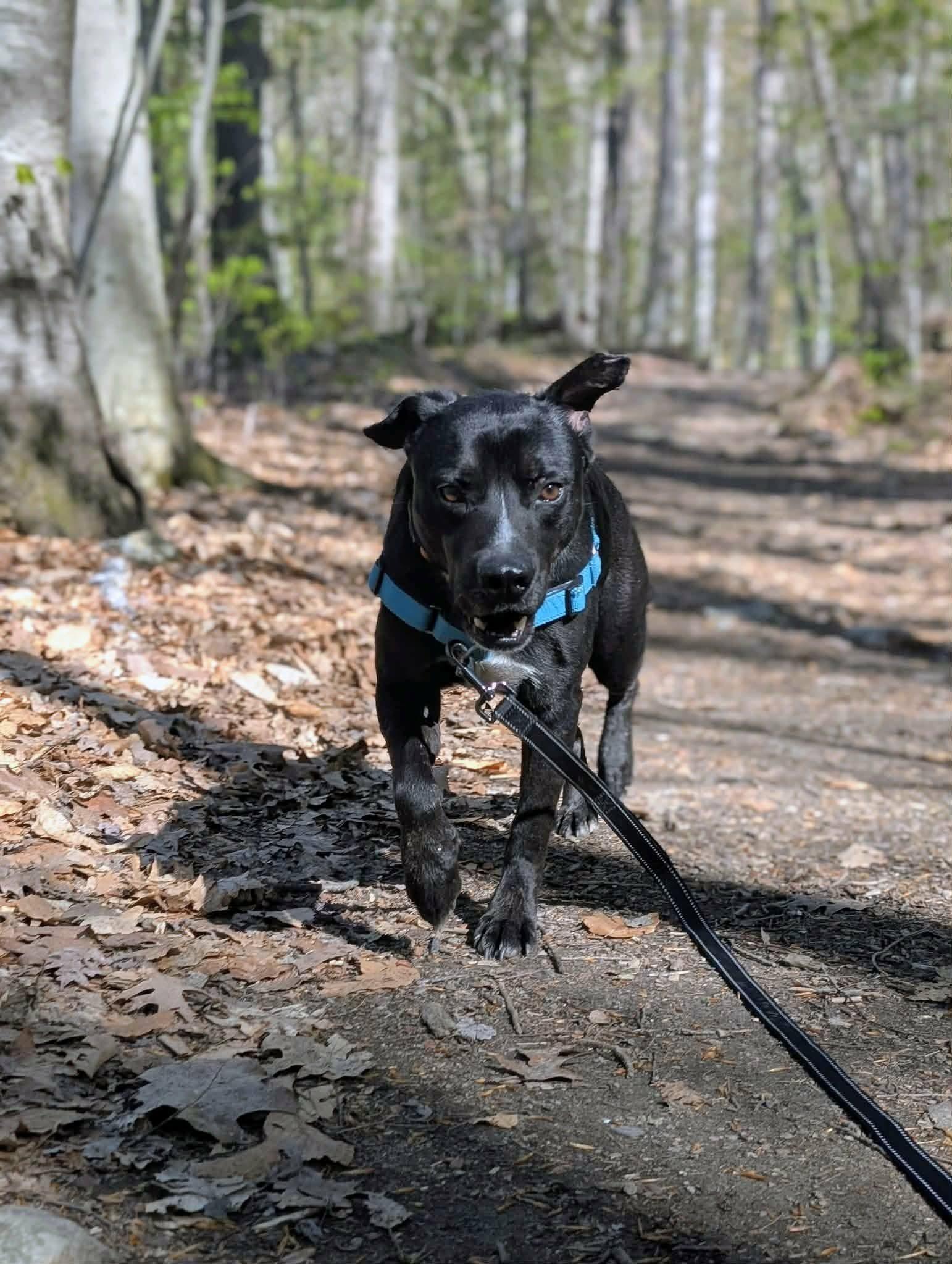 Enlarge Bodhi, a ADOPTABLE mixed breed in Wilder, VT image 3/6