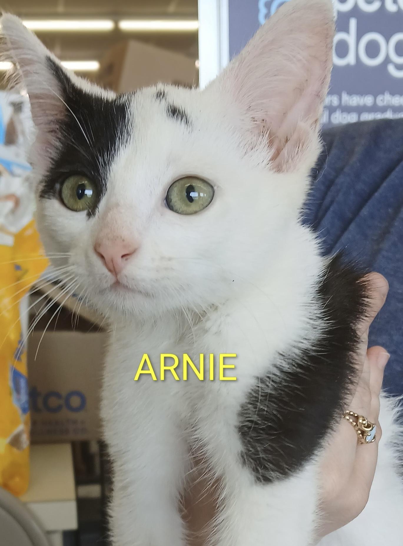 The A Squad -Males, ADOPTABLE, Kitten Male Domestic Short Hair.