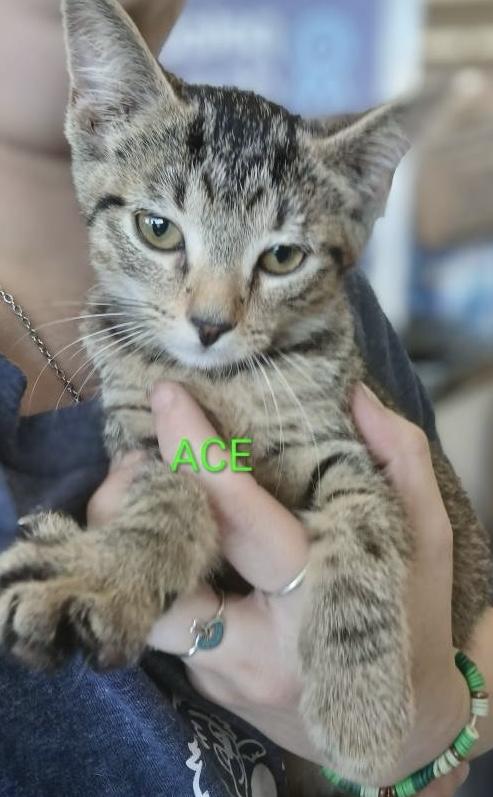 Enlarge The A Squad -Males, a ADOPTABLE Domestic Short Hair in Moline, IL image 3/3