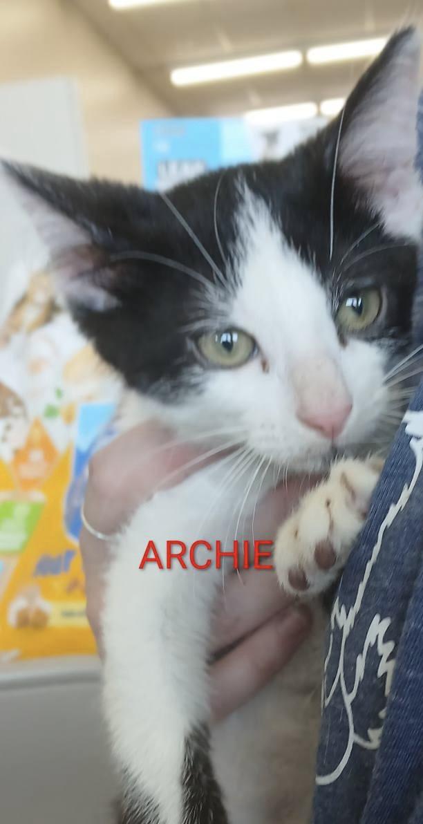 Enlarge The A Squad -Males, a ADOPTABLE Domestic Short Hair in Moline, IL image 2/3