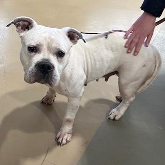 Enlarge Gertie, a Adoptable Mixed Breed in Winston-Salem, NC image 1/1