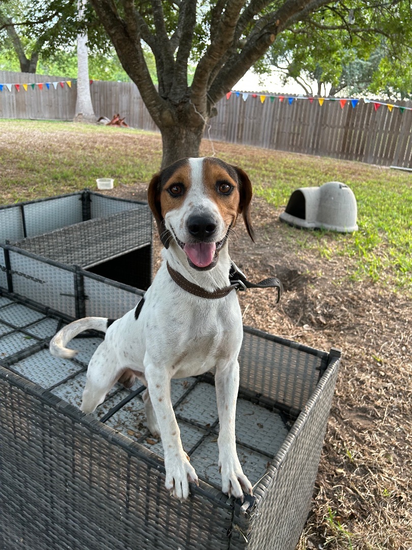 Spots, an adoptable Foxhound Mix in Tacoma, WA_image-1