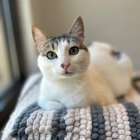 Calypso, a ADOPTABLE Domestic Short Hair in Stafford, VA image 1/2