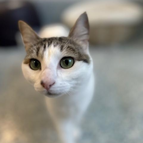 Calypso, a ADOPTABLE Domestic Short Hair in Stafford, VA image 2/2