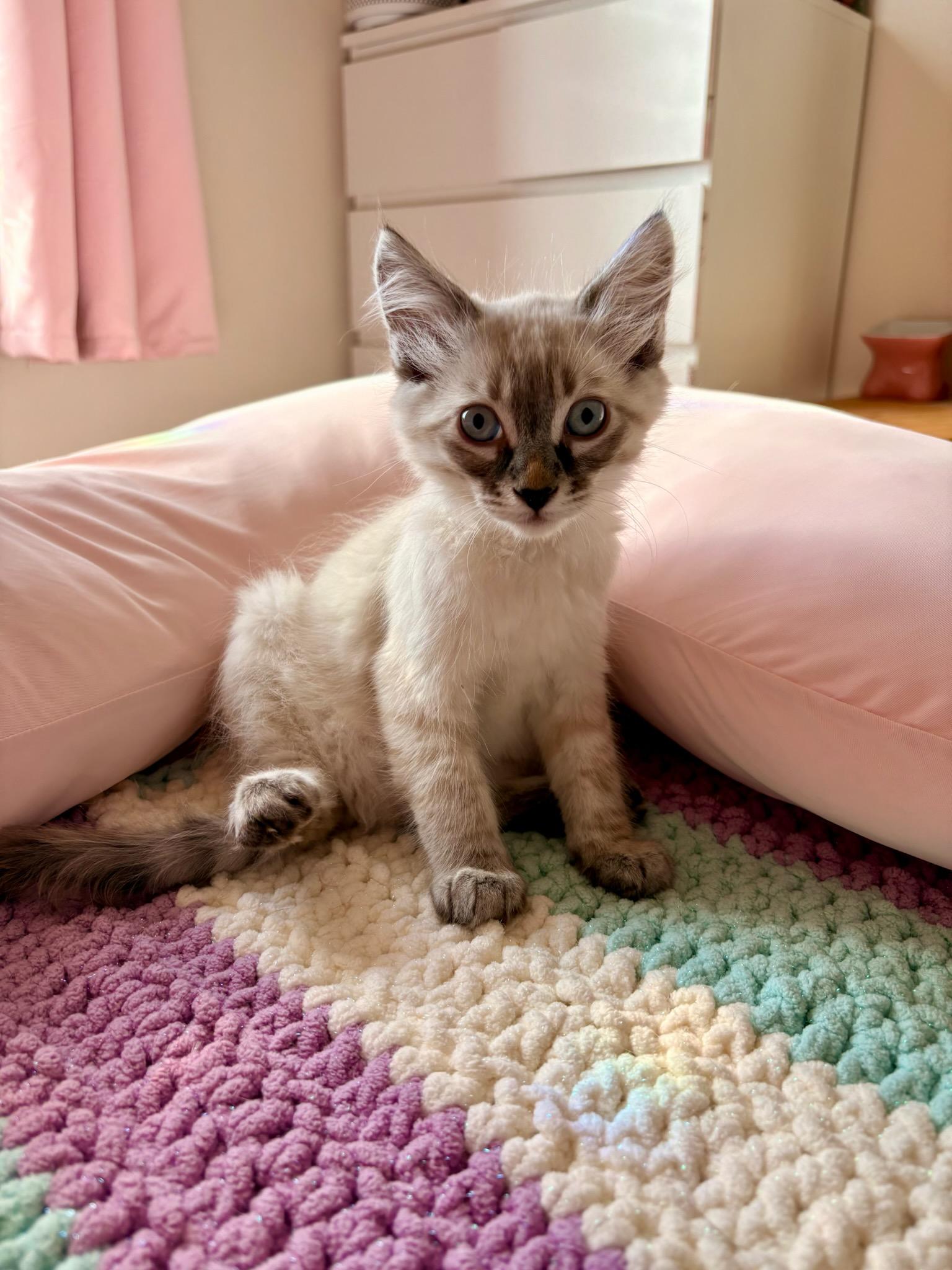 Enlarge Red, a Adoptable Siamese in Des Moines , WA image 1/1