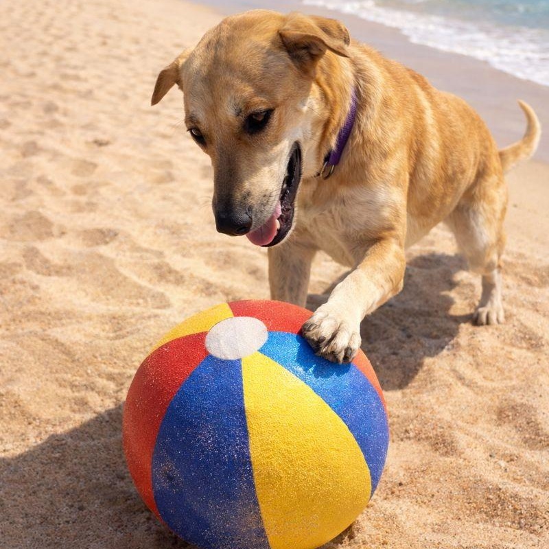 Enlarge Gabriel, a Adoptable mixed breed in Canyon Country, CA image 2/5