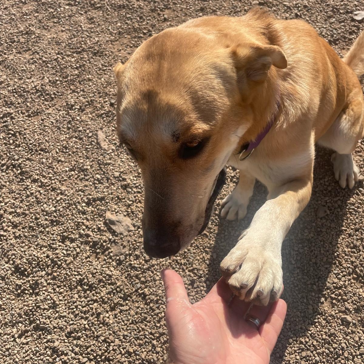 Enlarge Gabriel, a Adoptable mixed breed in Canyon Country, CA image 5/5