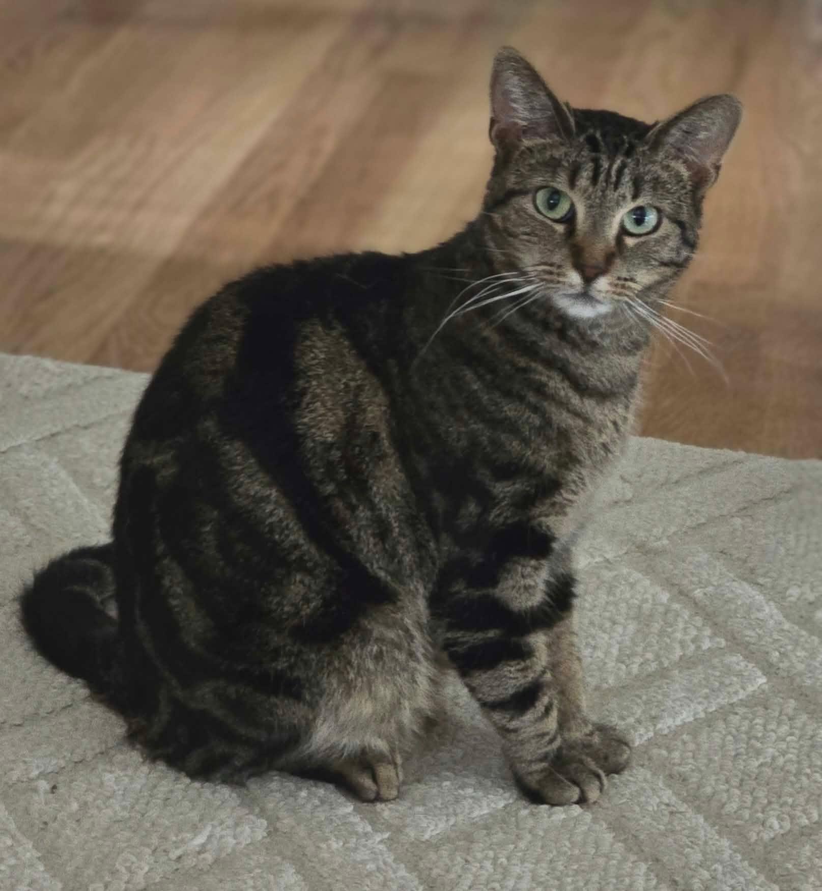 Enlarge Evie, a Adoptable Domestic Short Hair in Overland Park, KS image 3/6