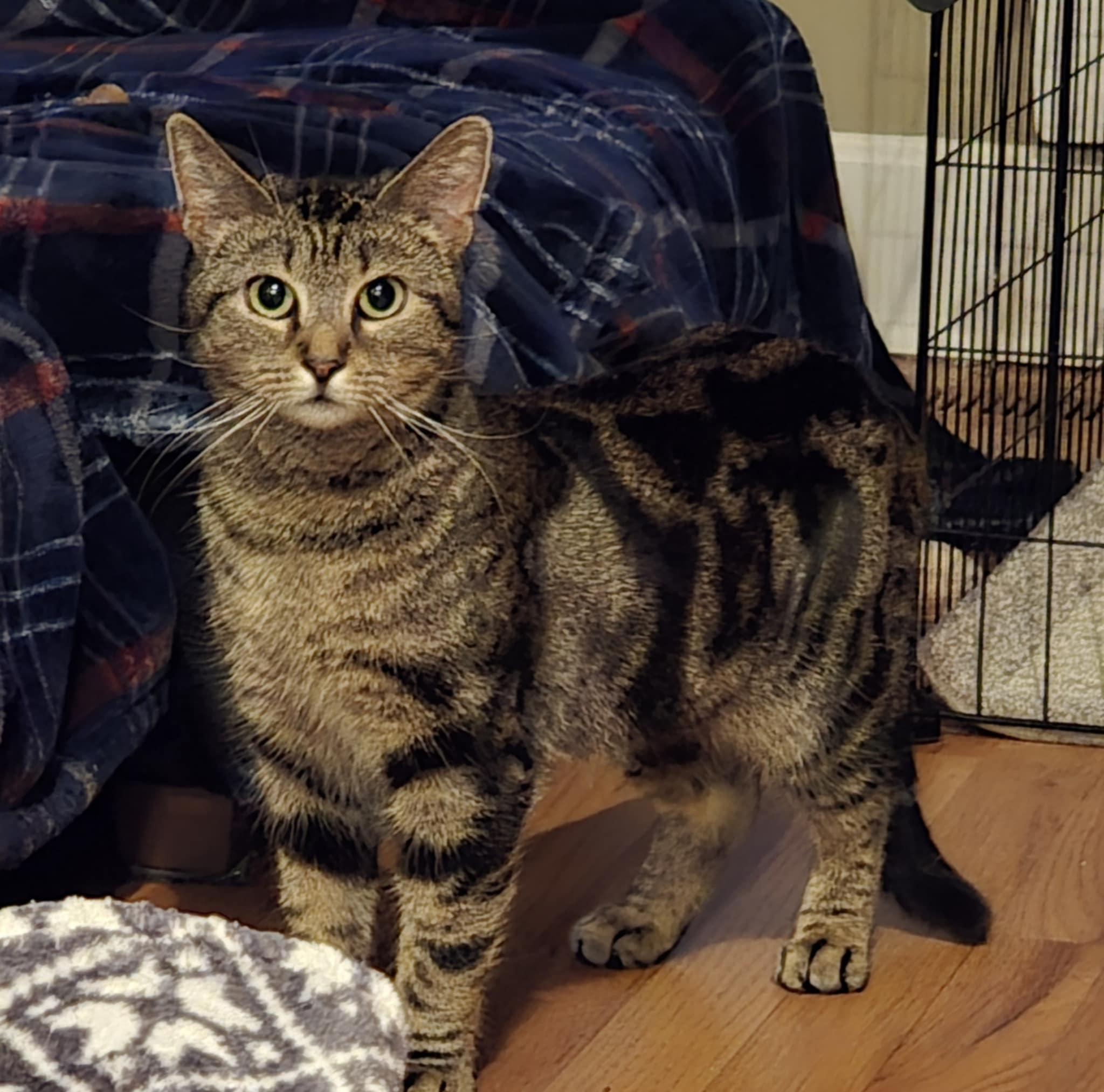 Enlarge Evie, a Adoptable Domestic Short Hair in Overland Park, KS image 5/6