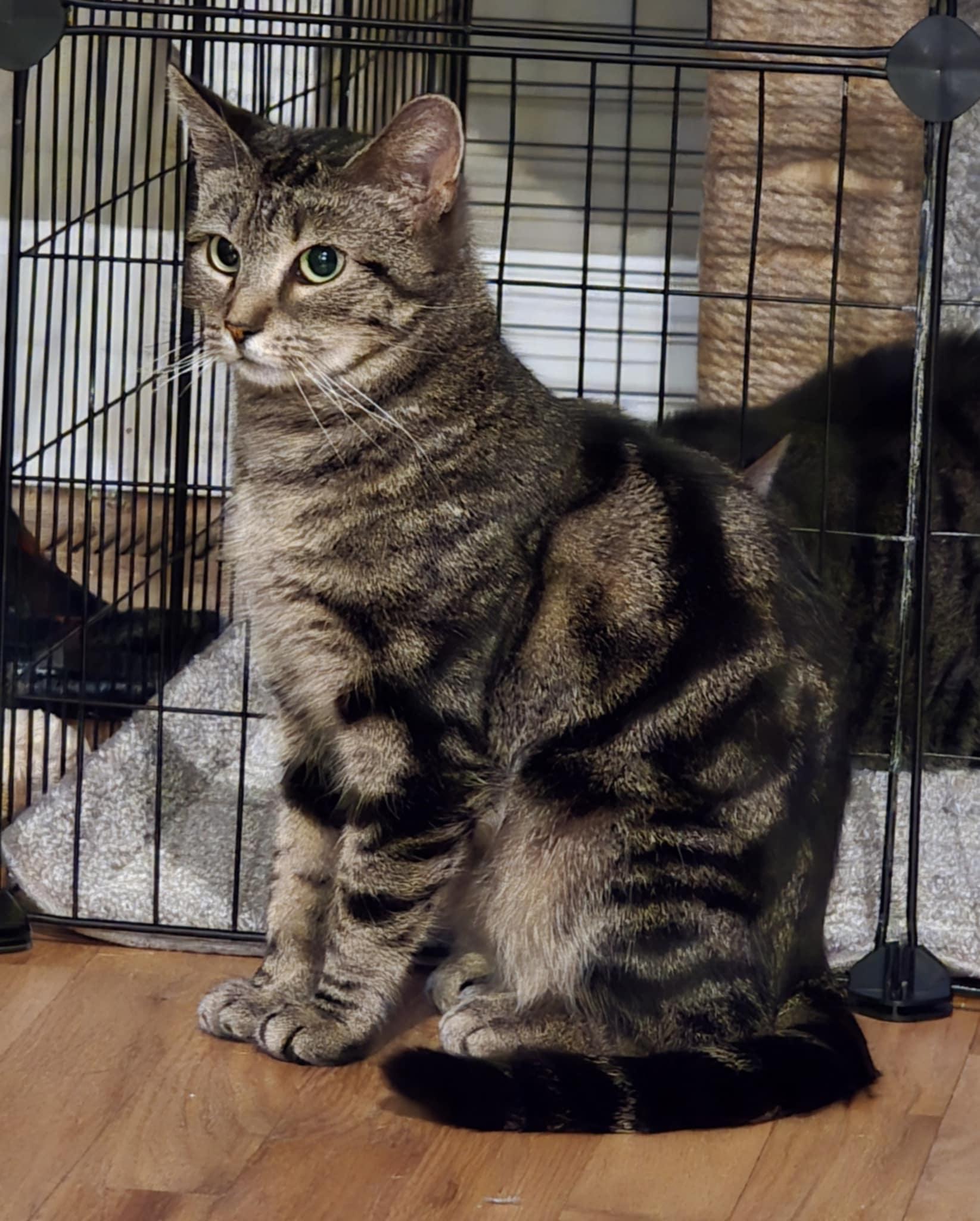 Enlarge Evie, a Adoptable Domestic Short Hair in Overland Park, KS image 3/6