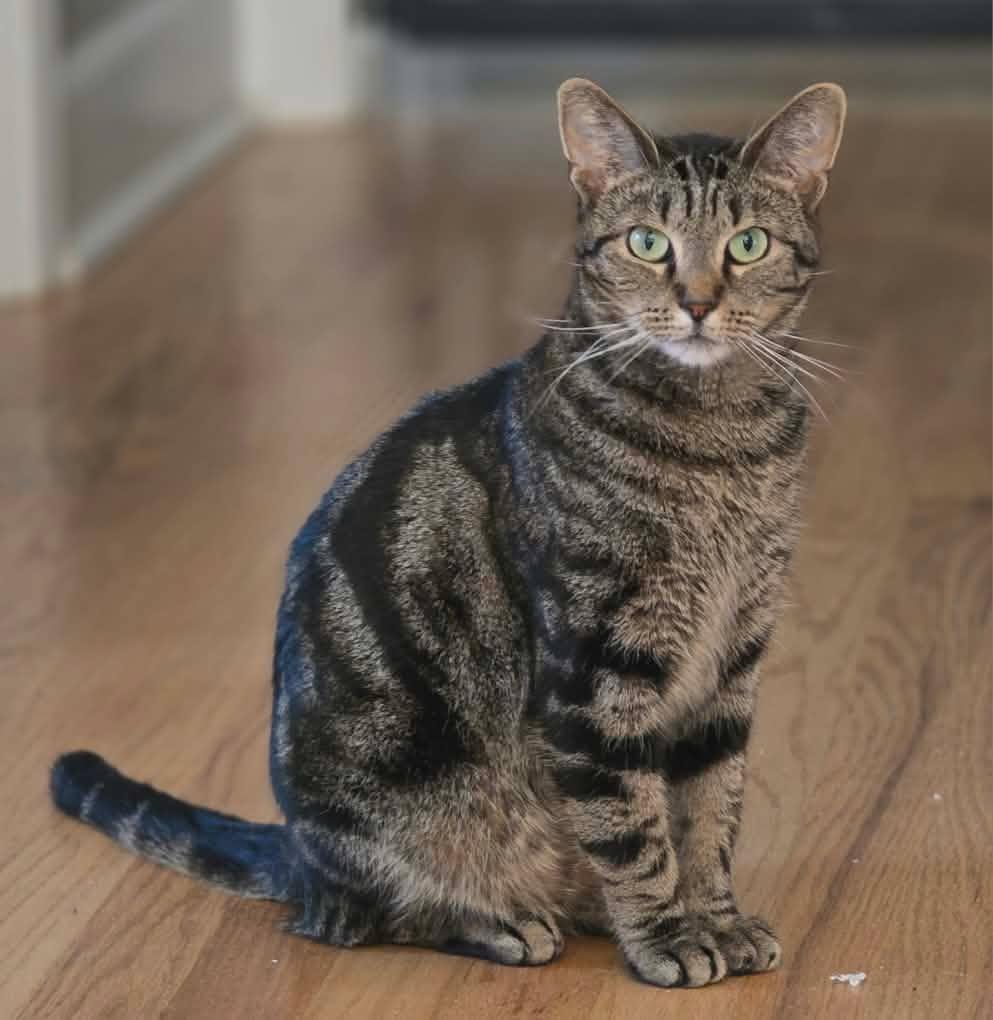 Evie, Adoptable, Adult Female Domestic Short Hair.