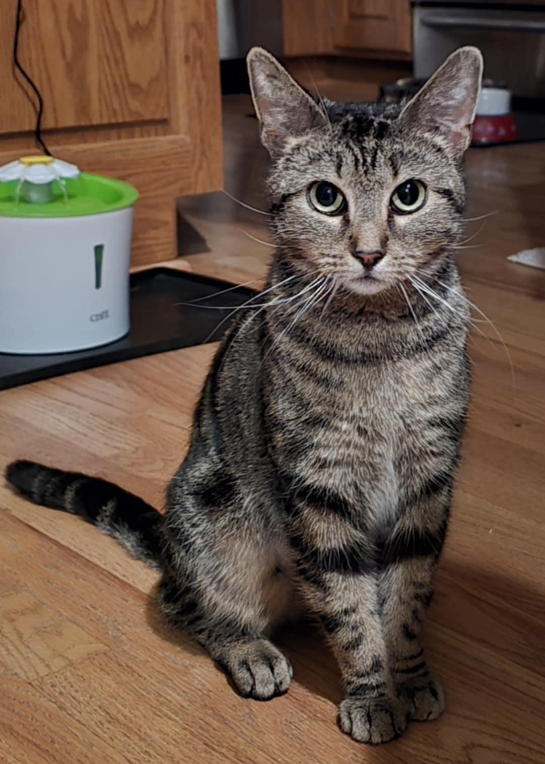 Enlarge Evie, a Adoptable Domestic Short Hair in Overland Park, KS image 2/6