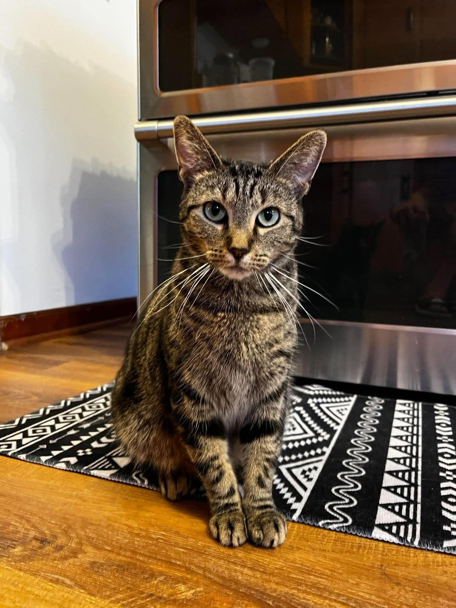 Evie, Adoptable, Adult Female Domestic Short Hair.