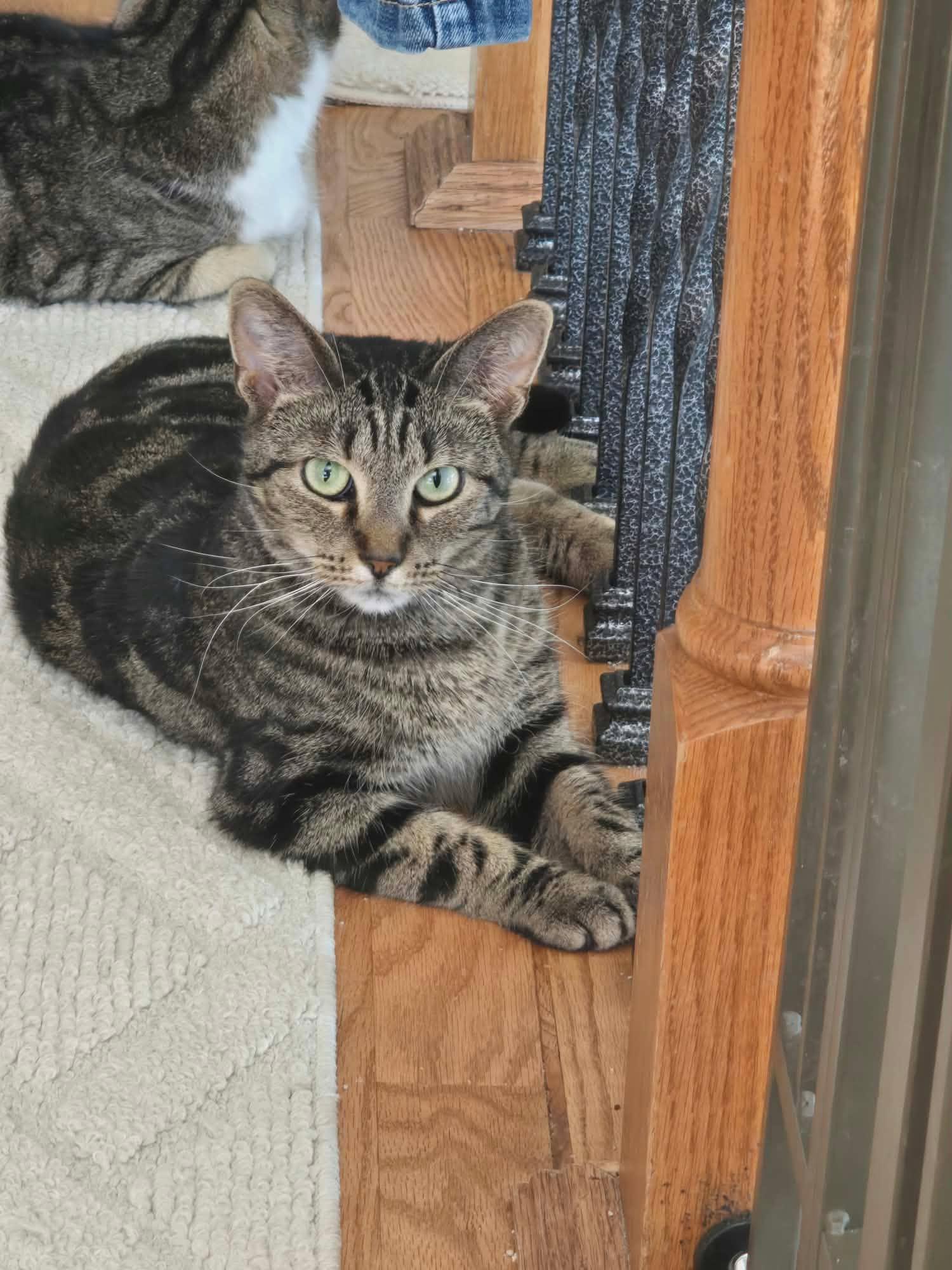 Enlarge Evie, a Adoptable Domestic Short Hair in Overland Park, KS image 4/6