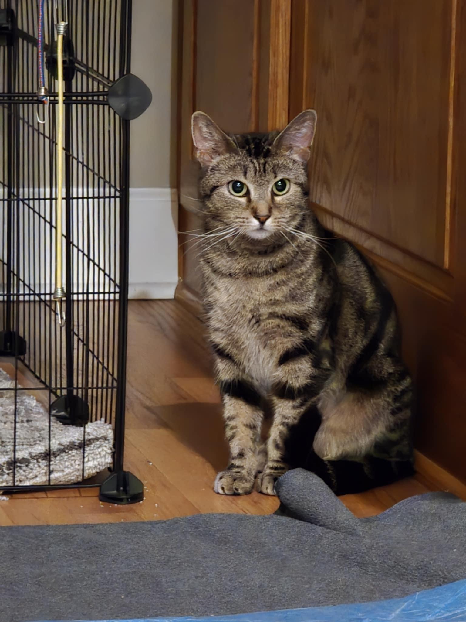 Enlarge Evie, a Adoptable Domestic Short Hair in Overland Park, KS image 4/6