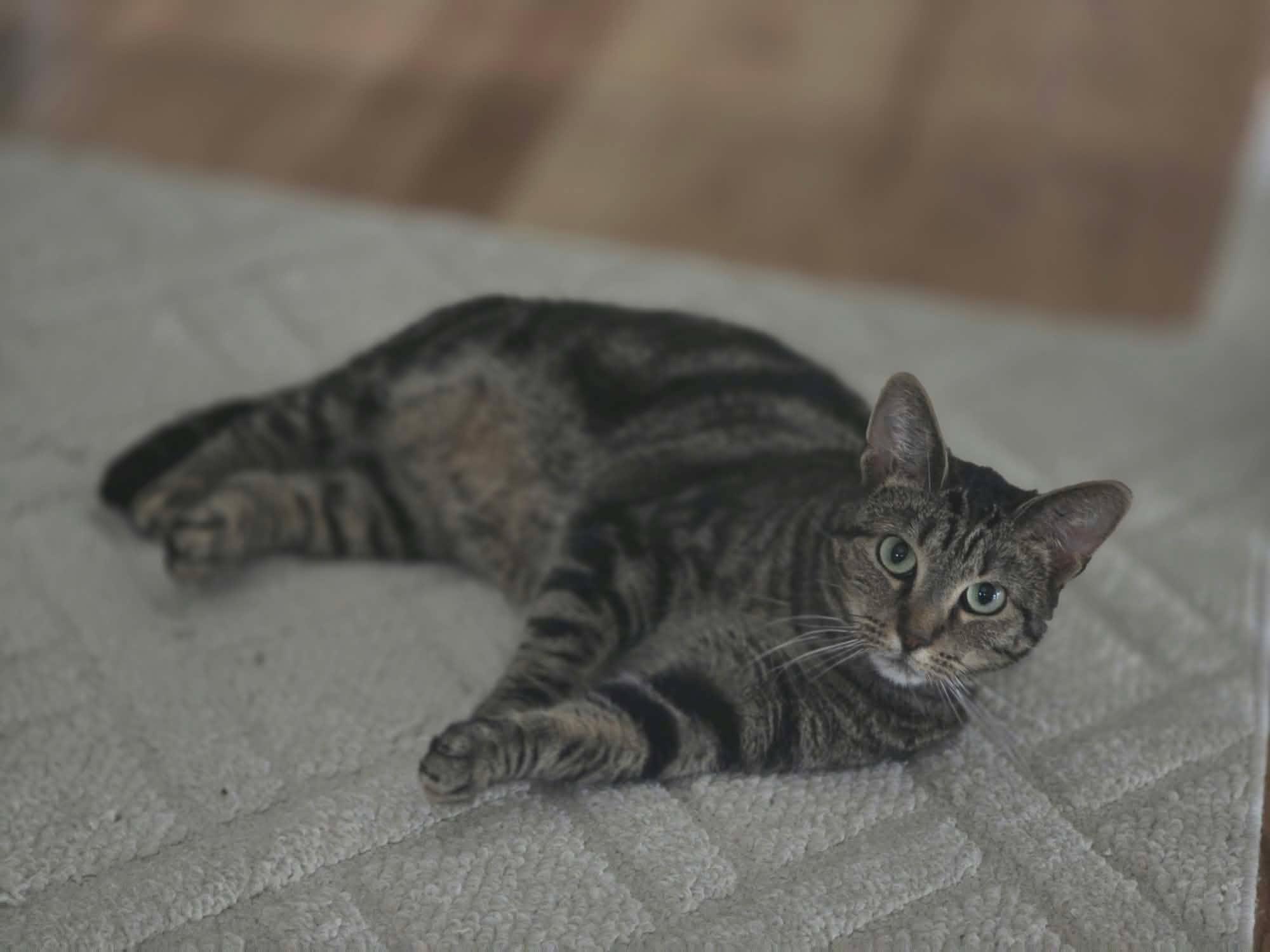 Enlarge Evie, a Adoptable Domestic Short Hair in Overland Park, KS image 6/6