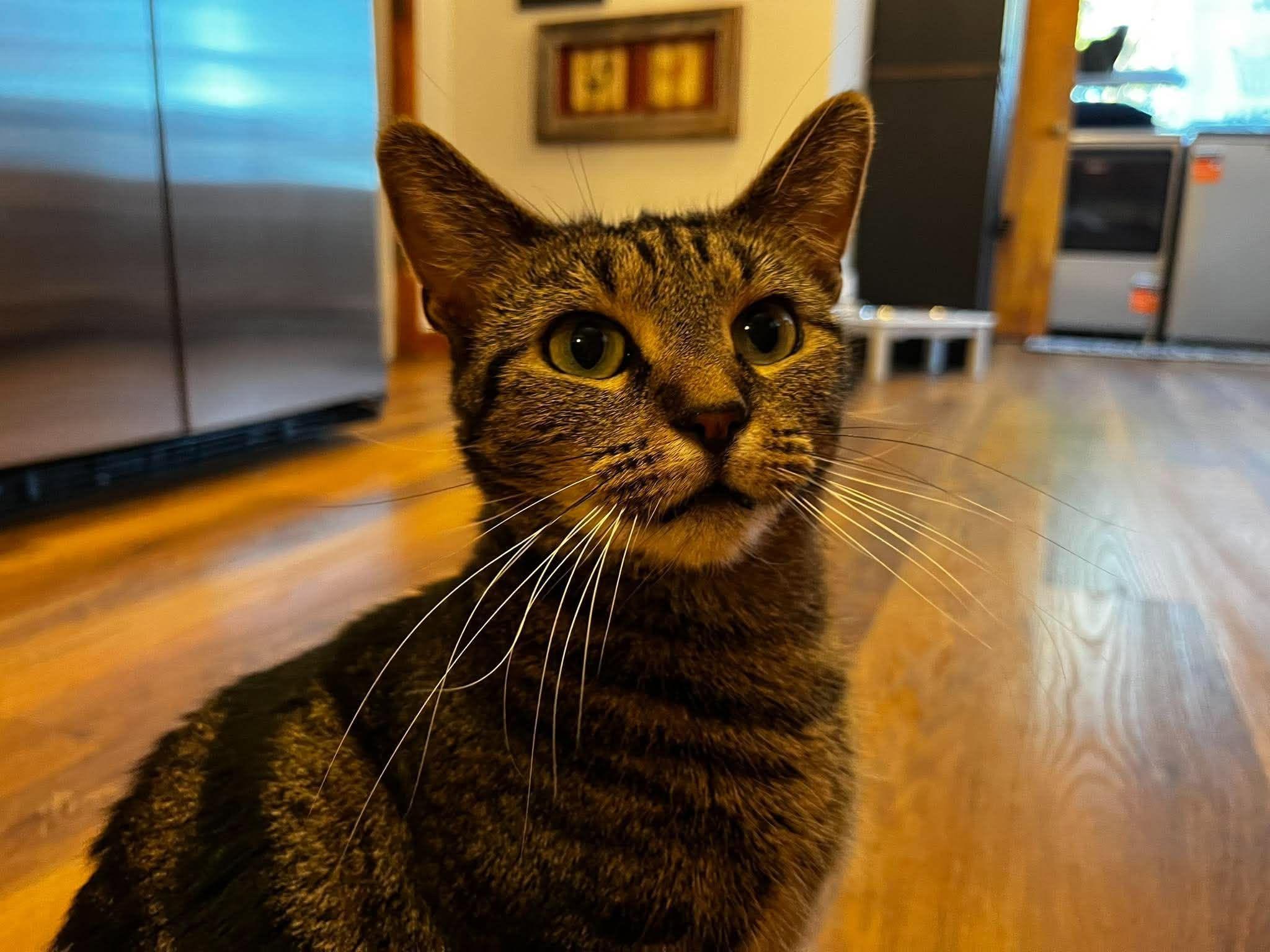 Enlarge Evie, a Adoptable Domestic Short Hair in Overland Park, KS image 3/5