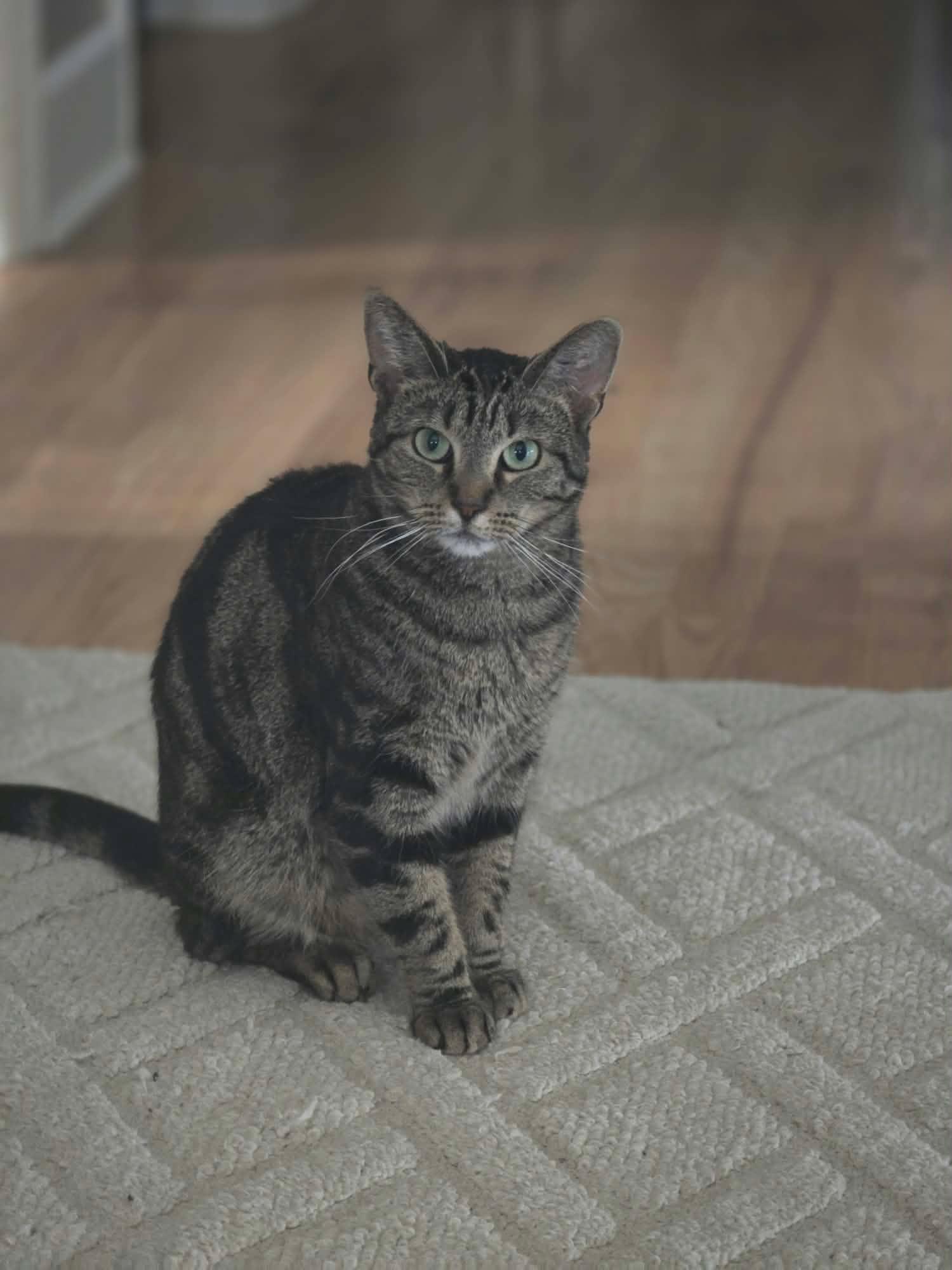 Enlarge Evie, a Adoptable Domestic Short Hair in Overland Park, KS image 2/6