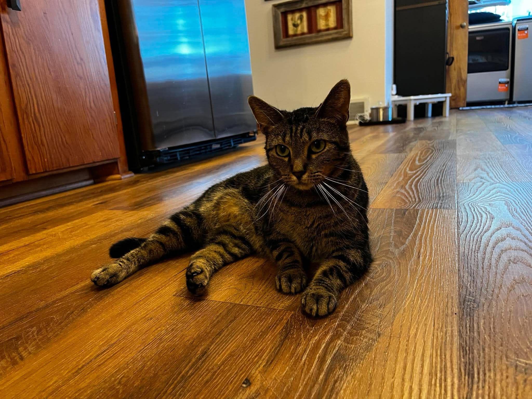 Enlarge Evie, a Adoptable Domestic Short Hair in Overland Park, KS image 2/5