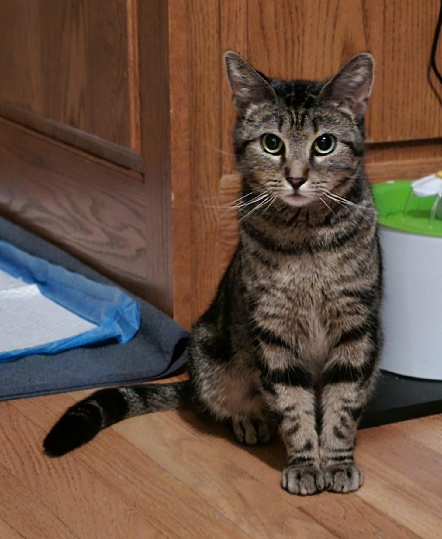 Enlarge Evie, a Adoptable Domestic Short Hair in Overland Park, KS image 1/6