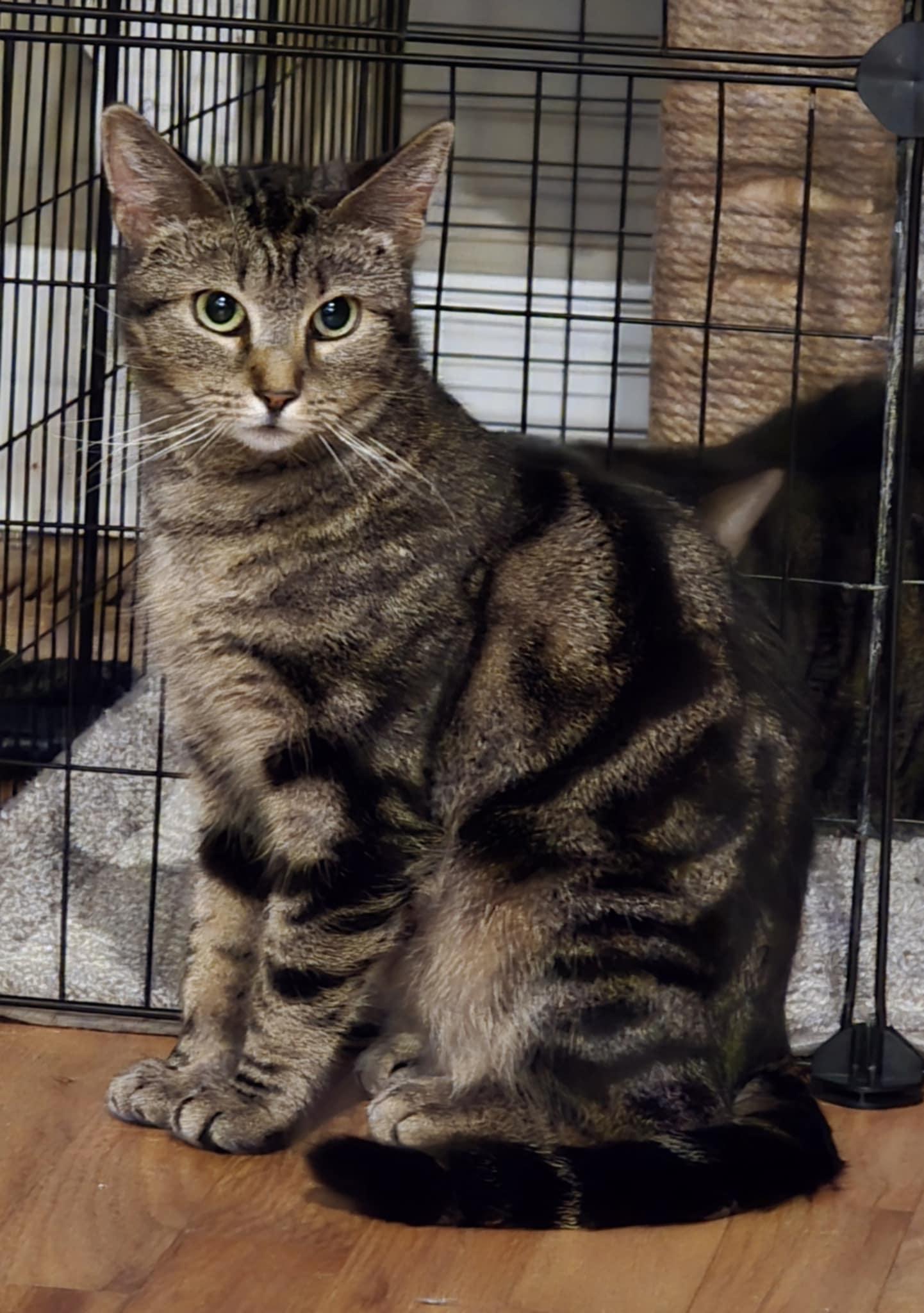 Enlarge Evie, a Adoptable Domestic Short Hair in Overland Park, KS image 6/6