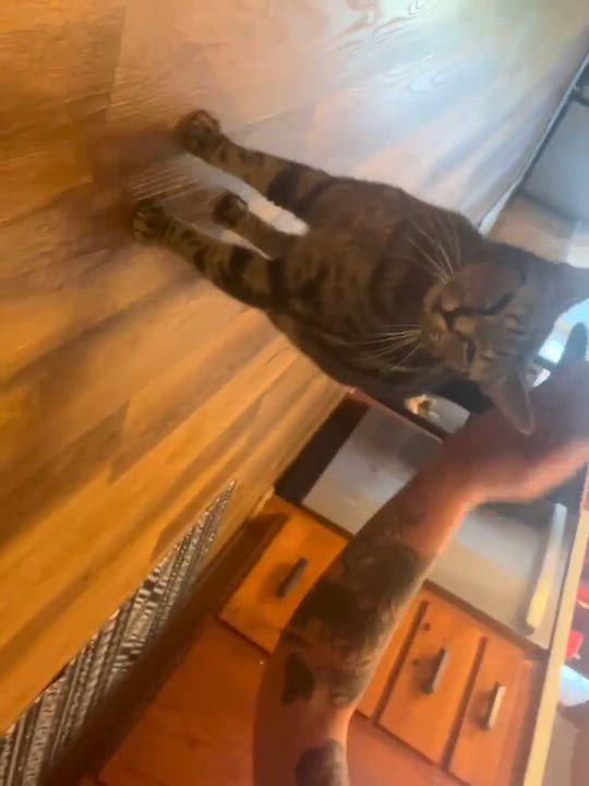Enlarge Evie, a Adoptable Domestic Short Hair in Overland Park, KS video 5/5