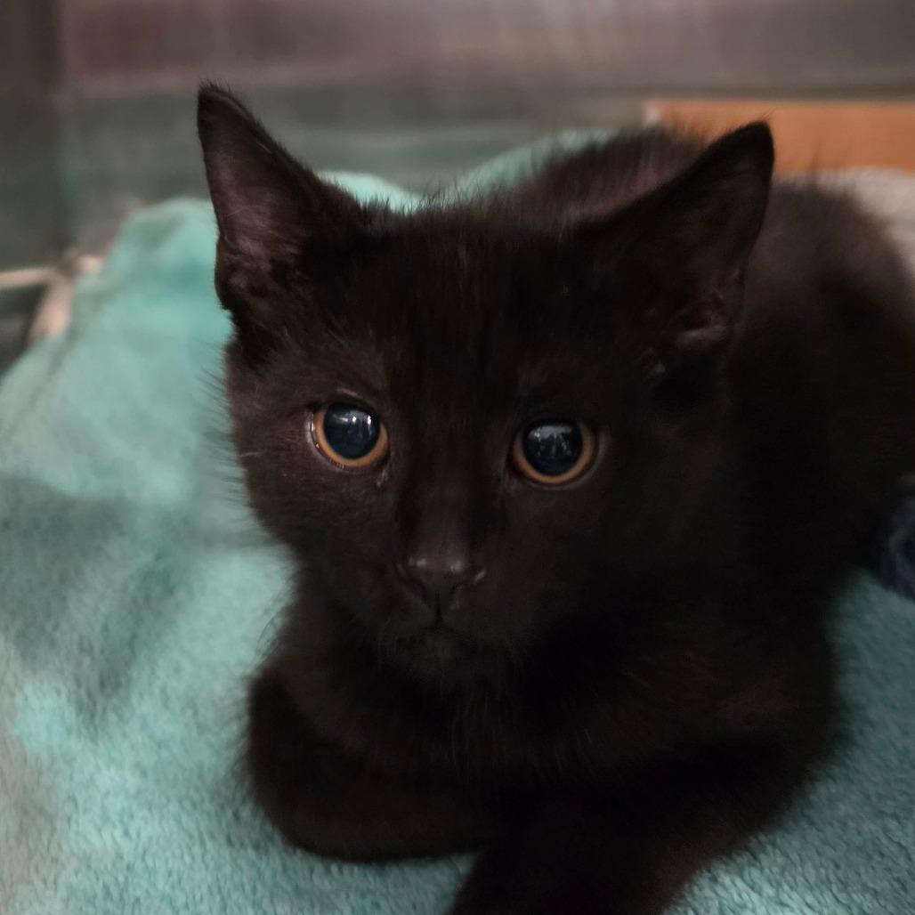 Enlarge Sandbox, a Adoptable Domestic Short Hair in Muncie, IN image 1/1