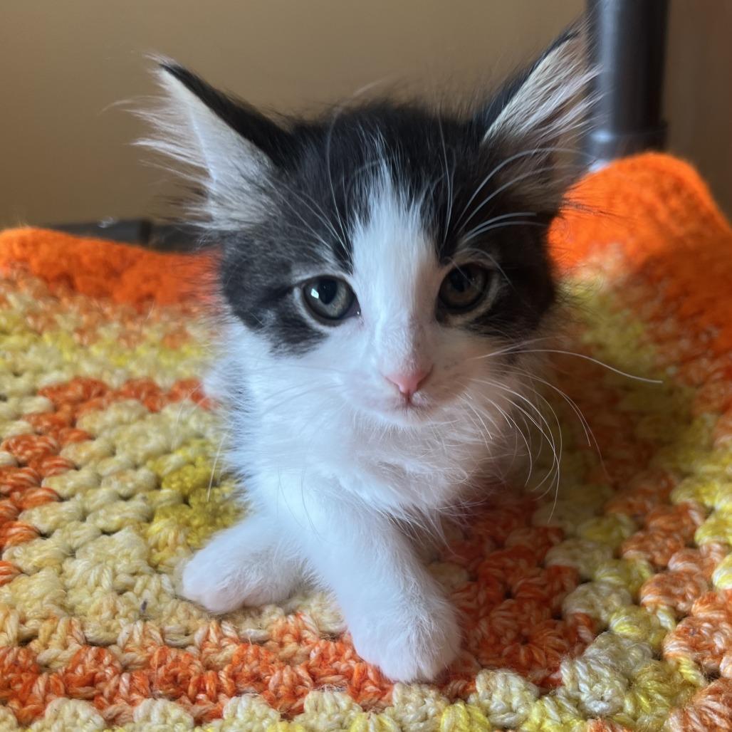 Guava, Adoptable, Kitten Female Domestic Short Hair.