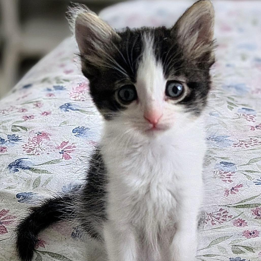 Enlarge Guava, a Adoptable Domestic Short Hair in Wadena, MN image 2/4