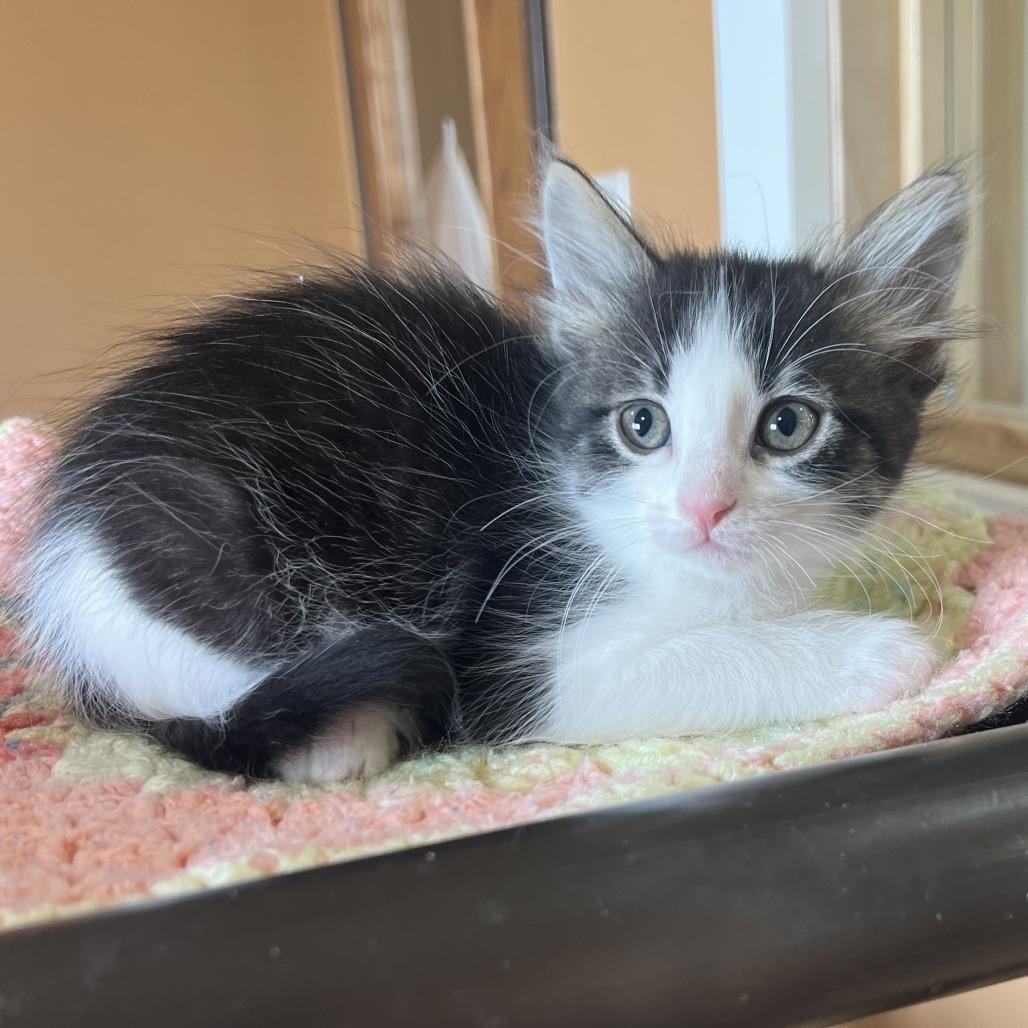 Enlarge Guava, a Adoptable Domestic Short Hair in Wadena, MN image 3/4