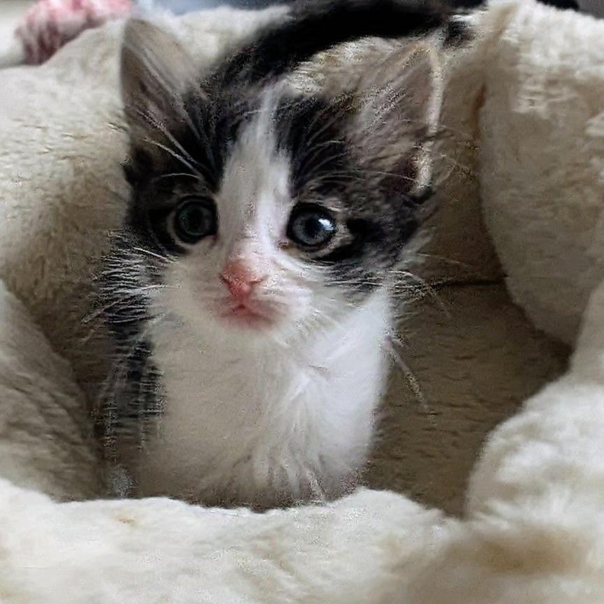 Enlarge Guava, a Adoptable Domestic Short Hair in Wadena, MN image 4/4