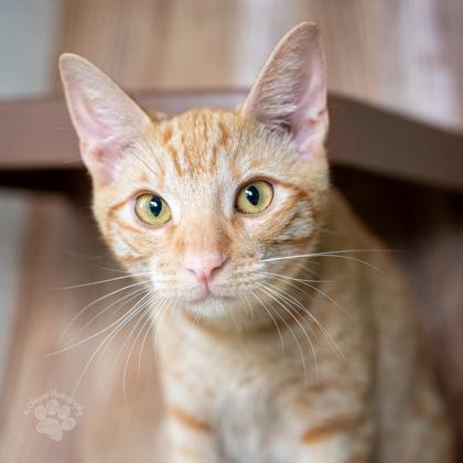Nico, Adoptable, Kitten Male Domestic Short Hair & Domestic Short Hair.