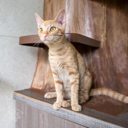 Enlarge Nico, a Adoptable mixed breed in Honolulu, HI image 2/2