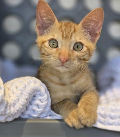Nico, Adoptable, Kitten Male Domestic Short Hair & Domestic Short Hair.