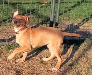 Enlarge Drama, a Adoptable Catahoula Leopard Dog in Sunnyvale, TX image 1/3