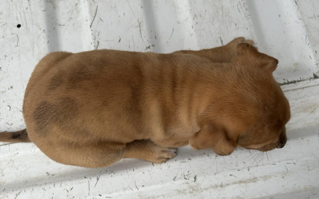 Drama, Adoptable, Puppy Female Catahoula Leopard Dog.