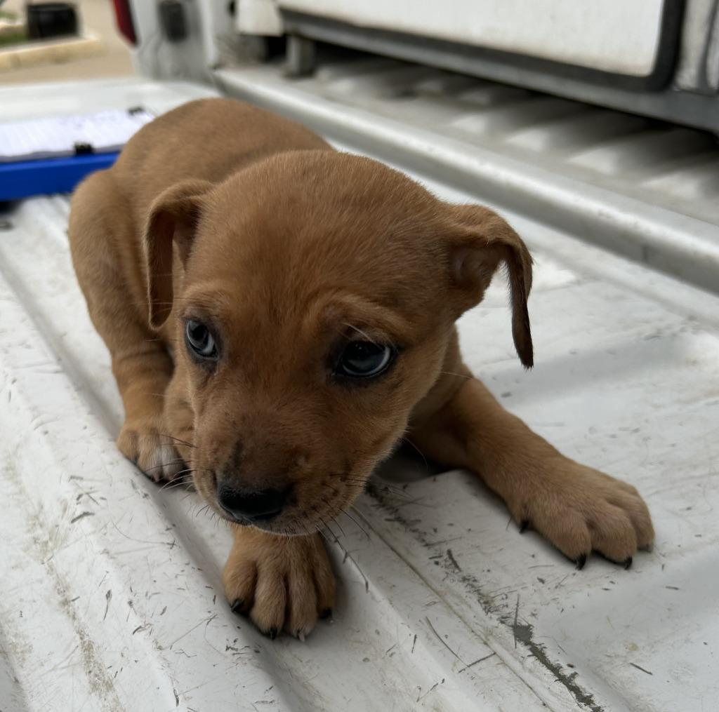 Enlarge Drama, a Adoptable Catahoula Leopard Dog in Sunnyvale, TX image 2/2