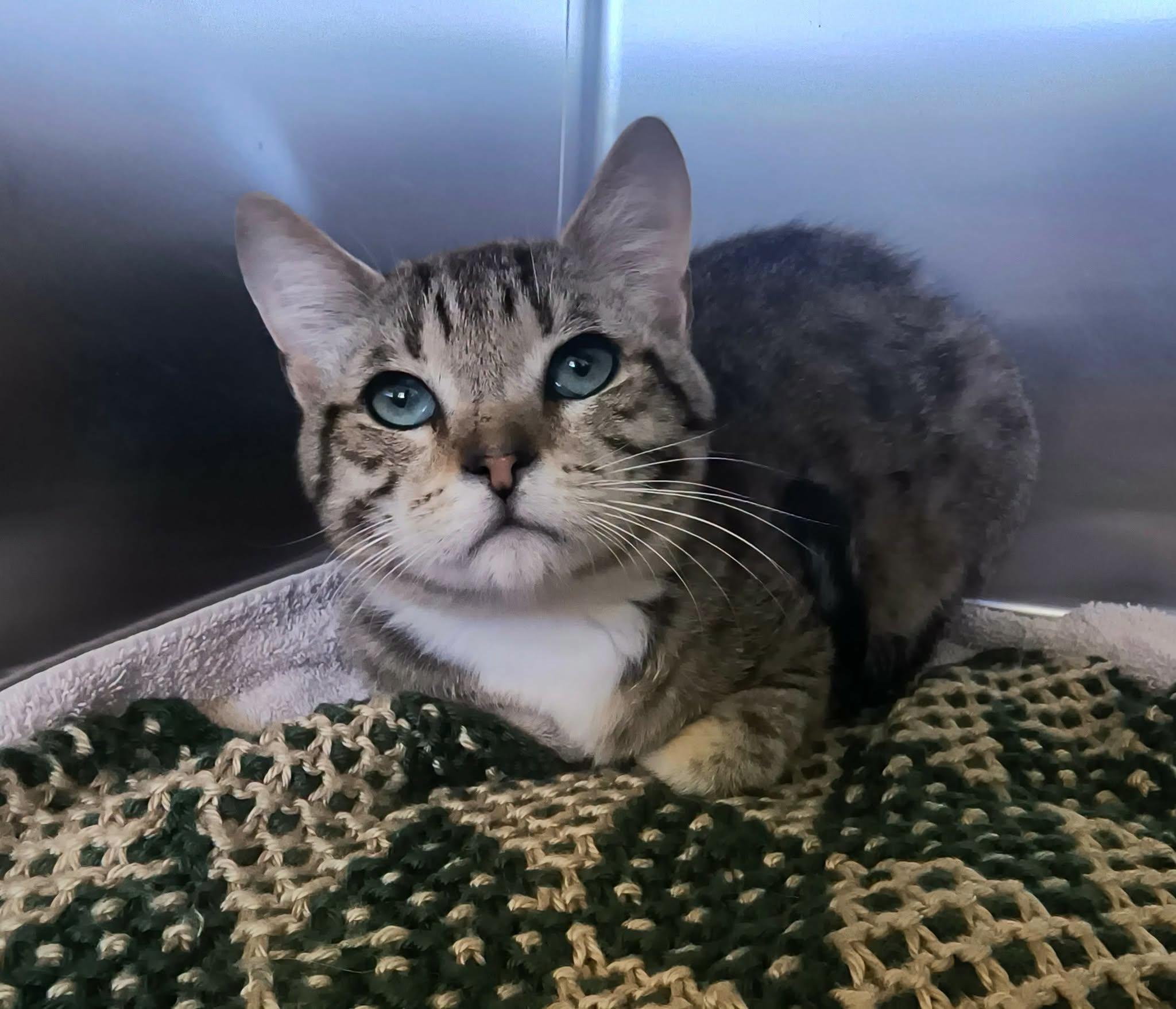 Thunder, ADOPTABLE, Young Male Domestic Short Hair.
