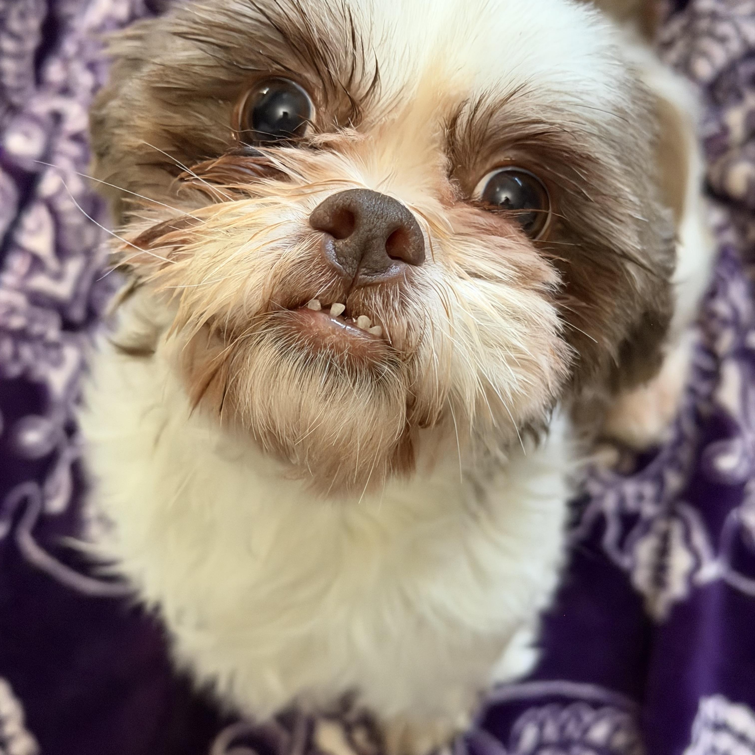 Truffle , ADOPTABLE, Adult Female Shih Tzu.