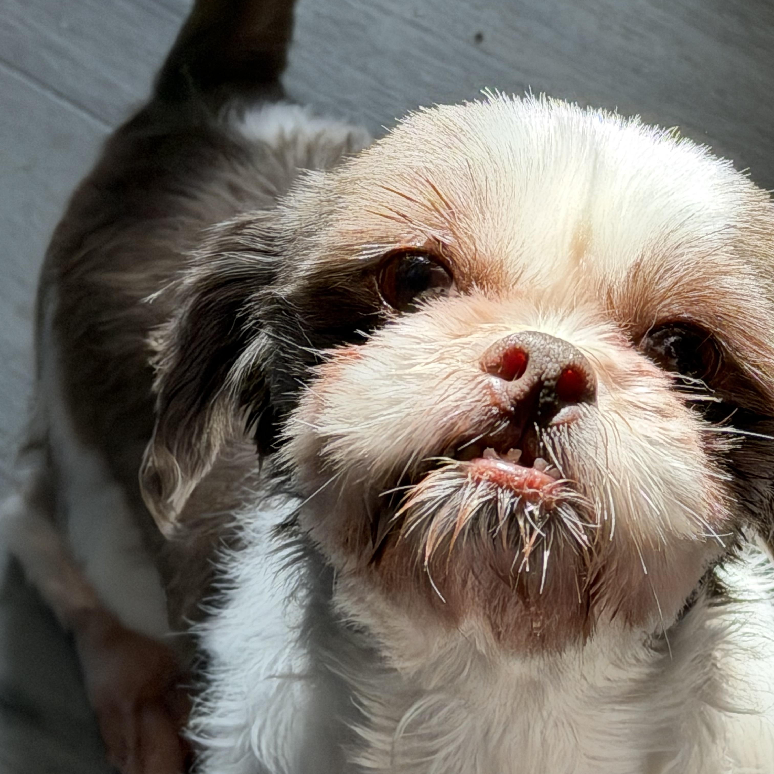 Enlarge Truffle , a ADOPTABLE Shih Tzu in Sugar Grove, IL image 2/2