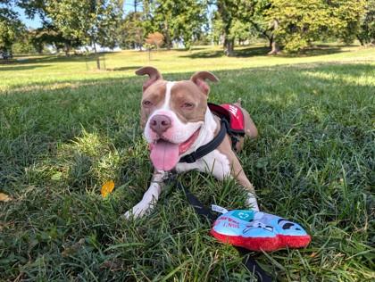 Piglet — thumbnail 2