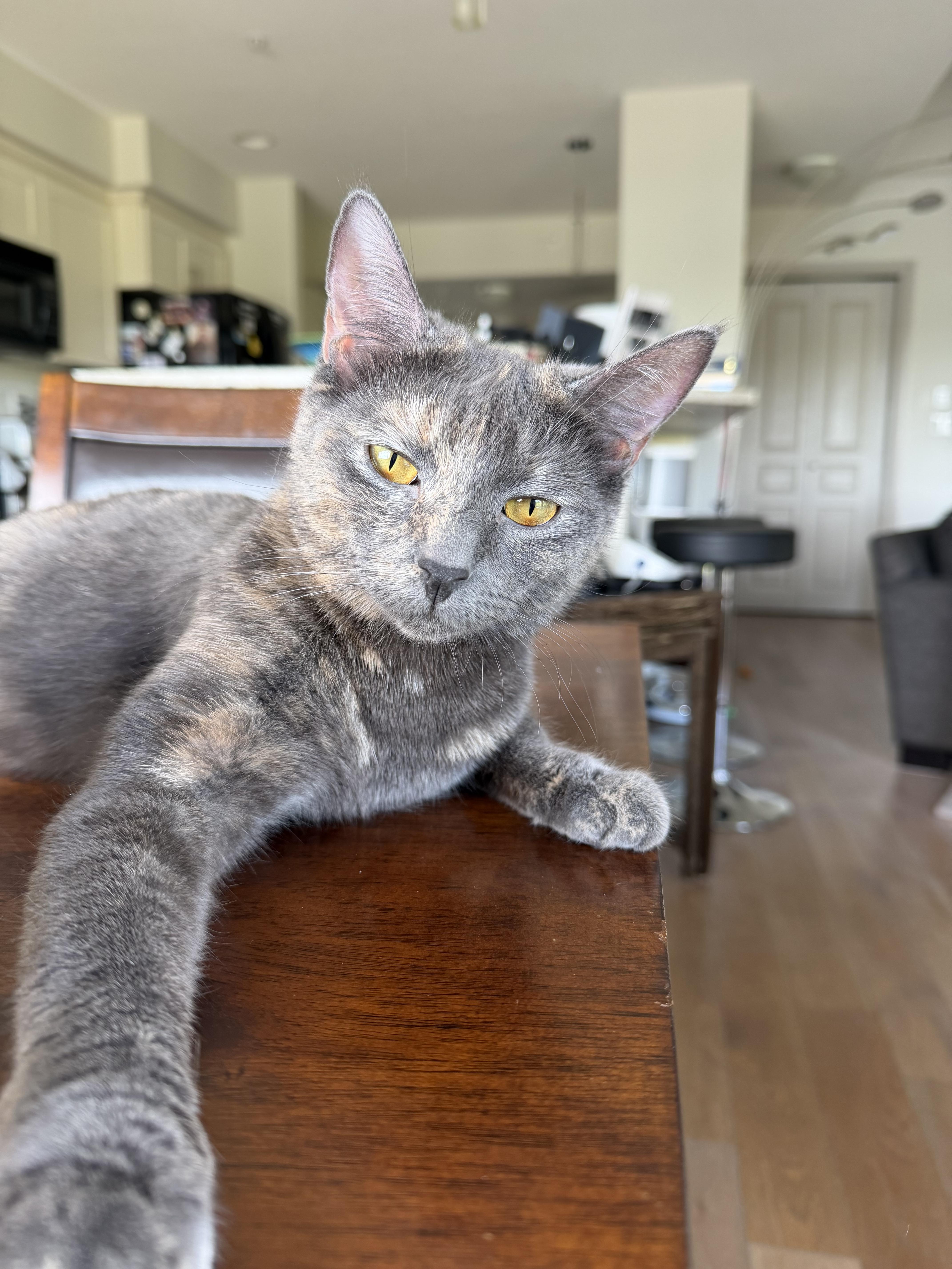 Clarabelle, Adoptable, Adult Female Domestic Short Hair.